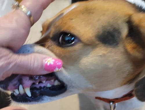 Customer photo review of DE-01™ Dental Dogbiotic