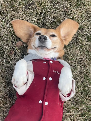 Customer photo review of Dog Varsity Jacket - Red