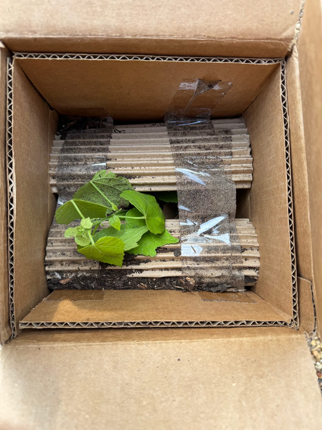 Customer photo review of Turk's Cap 'Big Momma'