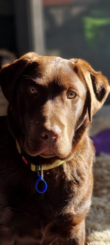 Customer photo review of PupQuest - PupMat