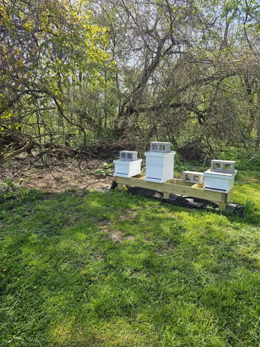 Customer photo review of BeeCastle Hives 10 Frame Wax Coat Complete Beehive Kit:2 Designed Deep Bee Boxes and 1 Super Medium Box,Includes Premium Wooden Frames and Beeswax-Plastic Foundation