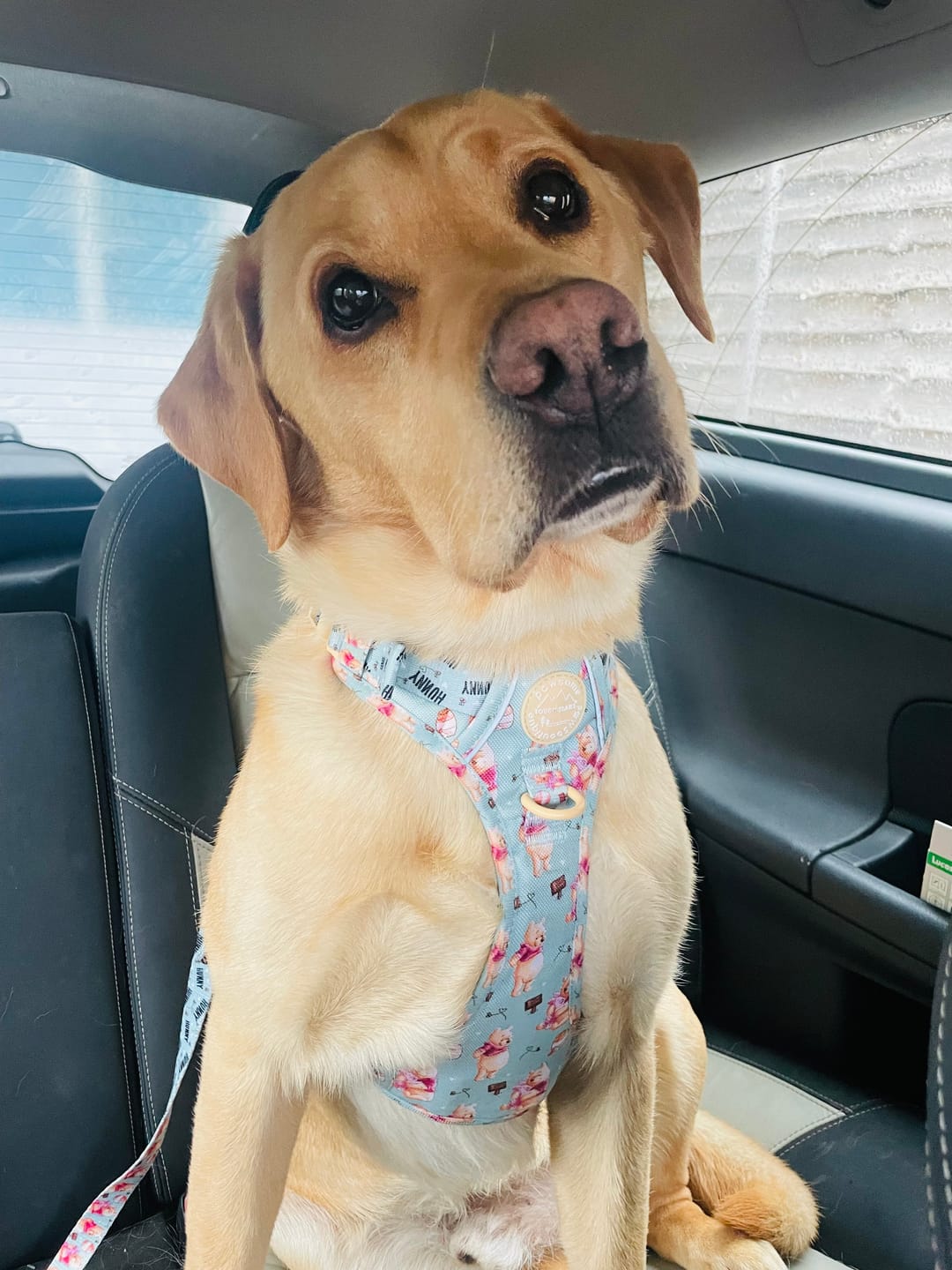 Customer photo review of Disney© Tough Trails™ Harness - Winnie The Pooh