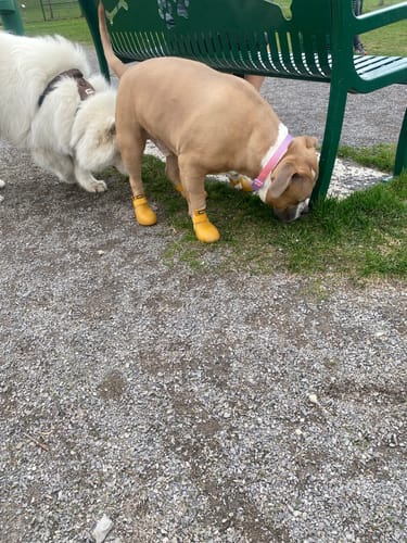 Customer photo review of WagWellies® by wagwear