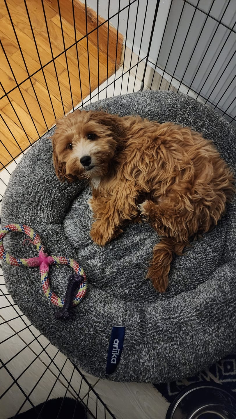Customer photo review of Snoozy Pet Bed