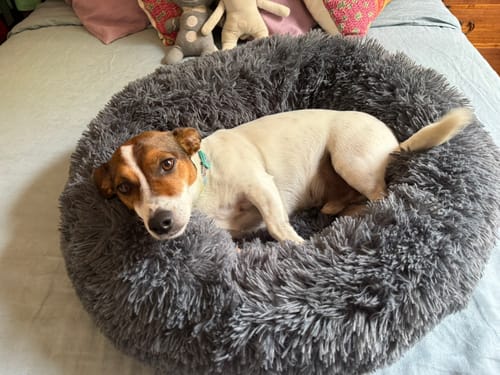 Customer photo review of Calming Pet Bed [Size: Medium 60cm] [Colour: Dark Grey]