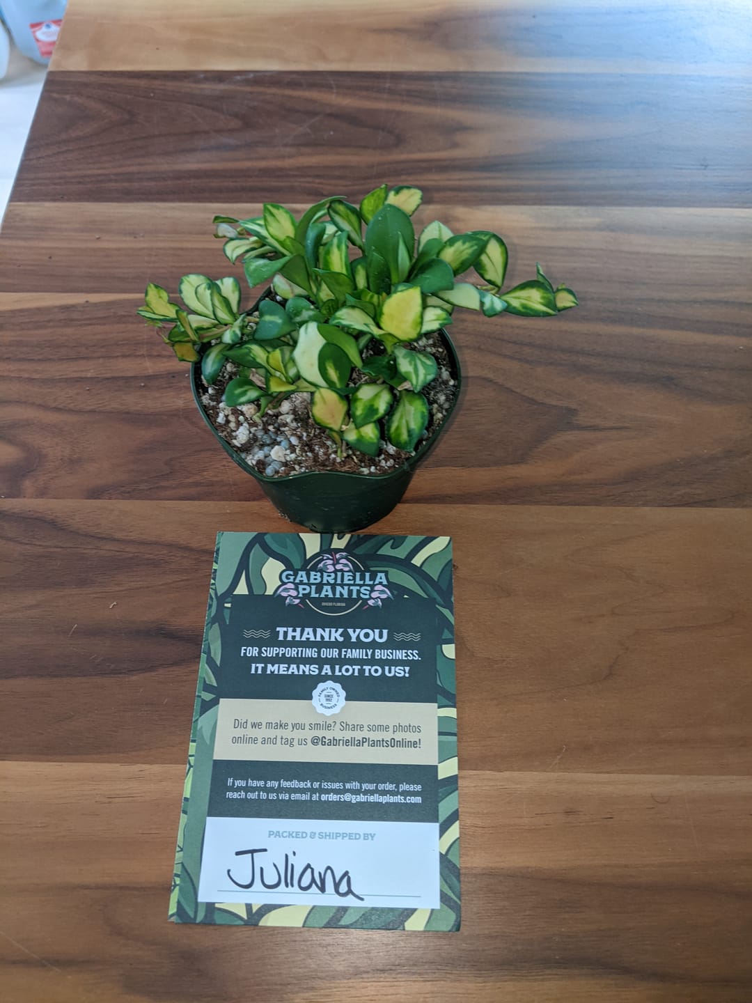 Customer photo review of Hoya heuschkeliana variegata