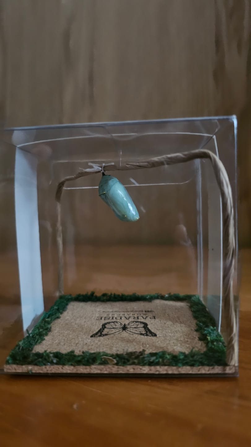 Customer photo review of Classic Live Monarch Butterfly Chrysalis Box (Hawaii Only)