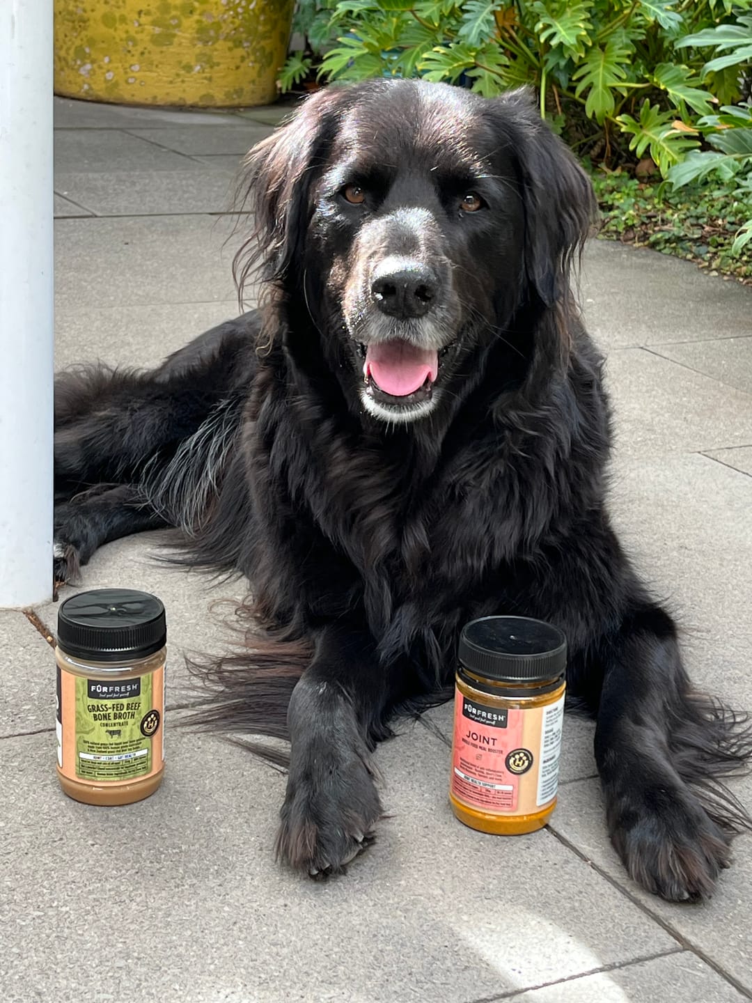 Customer photo review of Grass-Fed Beef Bone Broth Concentrate