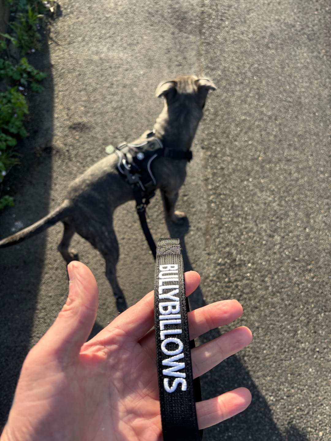 Customer photo review of 1.4m Swivel Combat Lead | Anti-Tangle & Secure Clip - Black