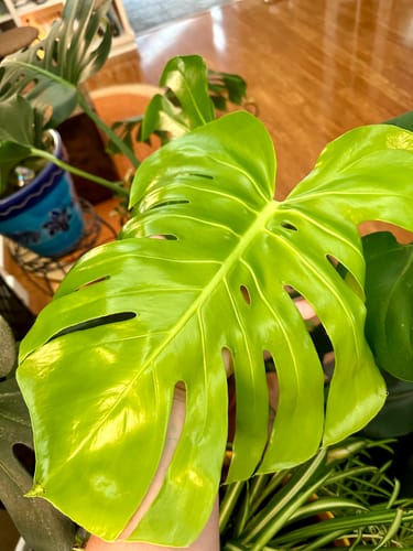 Customer photo review of Plant Food