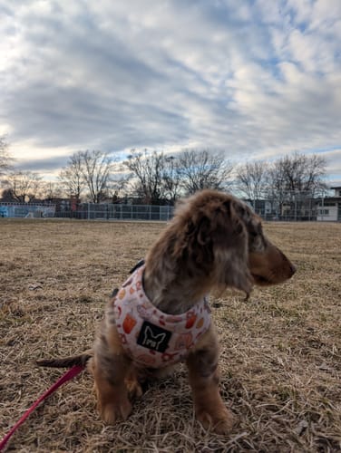 Customer photo review of Crumps Entrainement - Récompenses pour chien