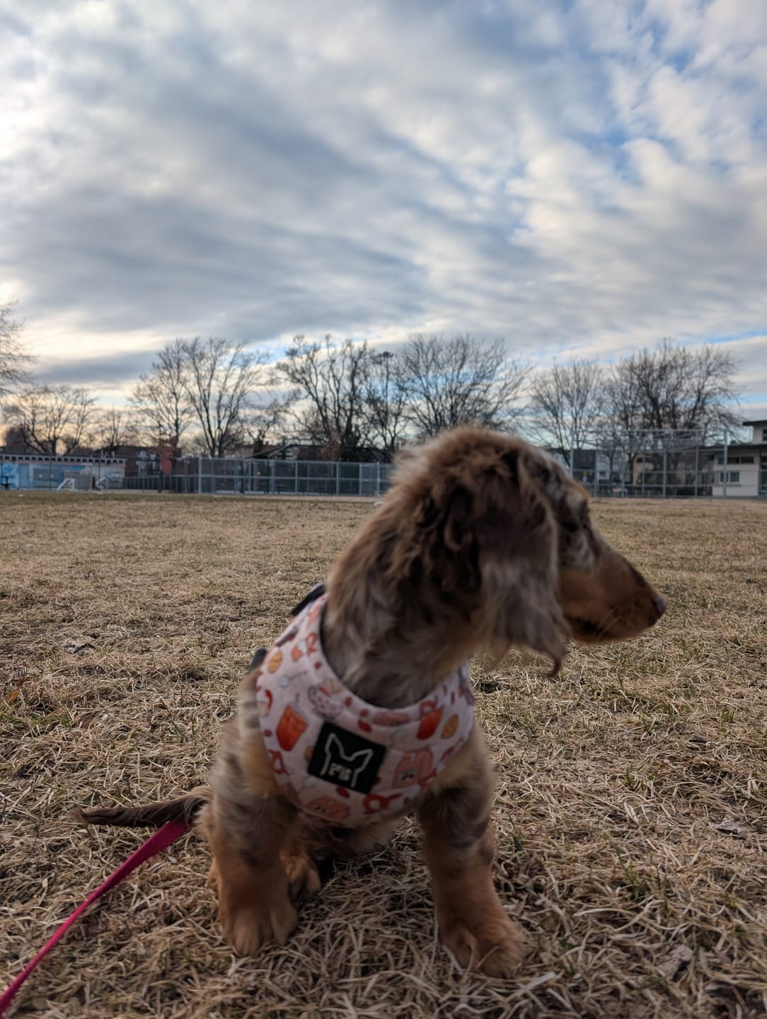 Customer photo review of Crumps Entrainement - Récompenses pour chien