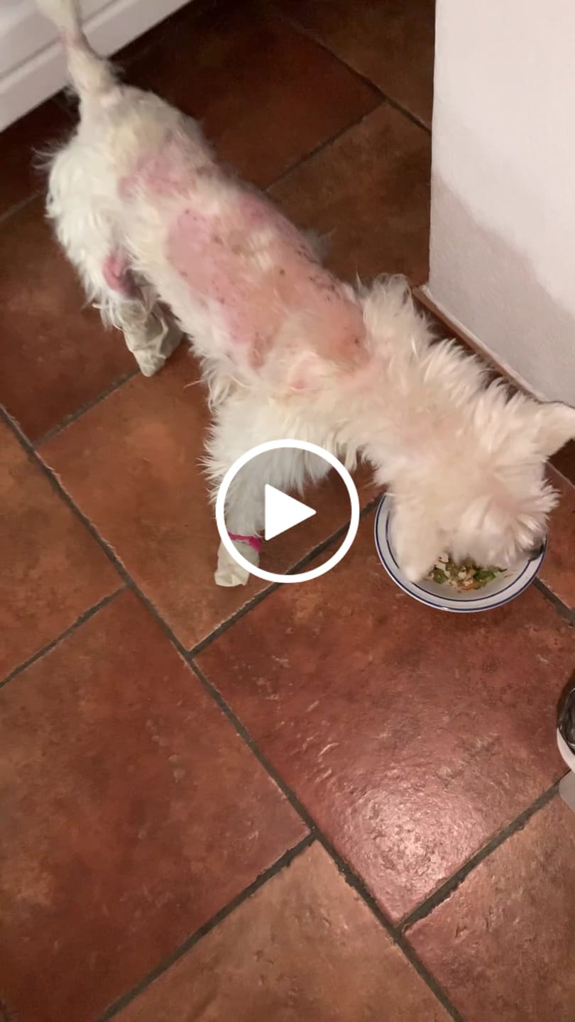 Customer video review of Belly Champ