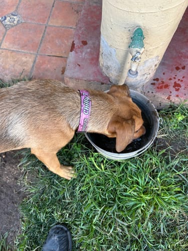 Customer photo review of Collar personalizado para Mascota: Corazones