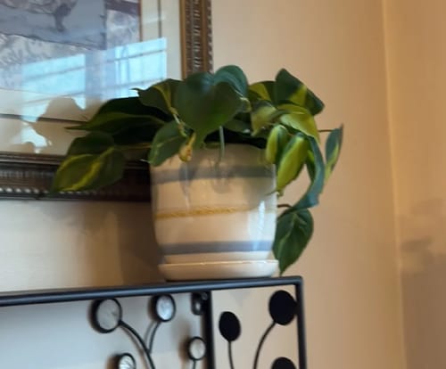 Customer photo review of Plant Food