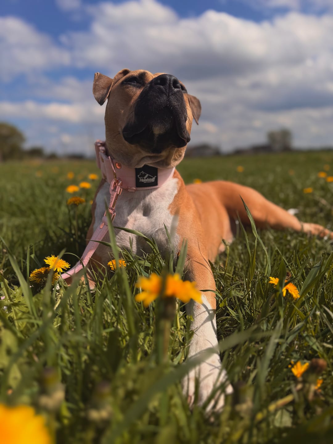 Customer photo review of Smycz nylonowa Walk Leash - Rose Edition Pastel Pink