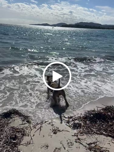 Customer video review of Comfort Premium Harness | Non Restrictive - Tan