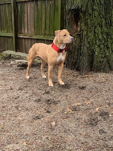 Customer photo review of Red Bully Proof Collar