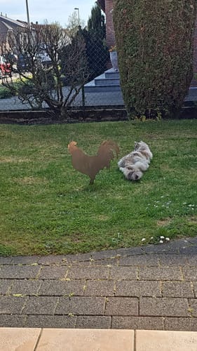 Customer photo review of Gartenstecker Hahn