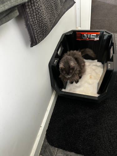 Customer photo review of 1 Month Supply - 1 Cat - One-Time Purchase