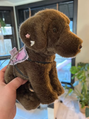 Customer photo review of Chocolate Labrador | Living Nature