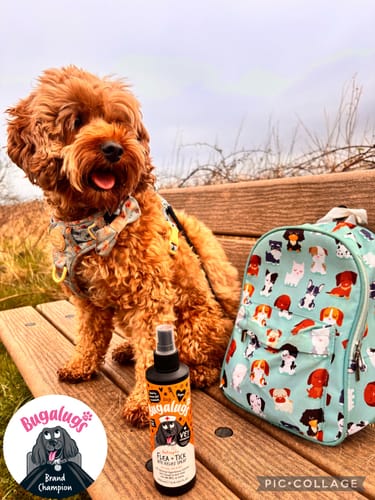 Customer photo review of Antiseptic Flea & Tick Bite Relief Spray for Dogs, Cats & Pets