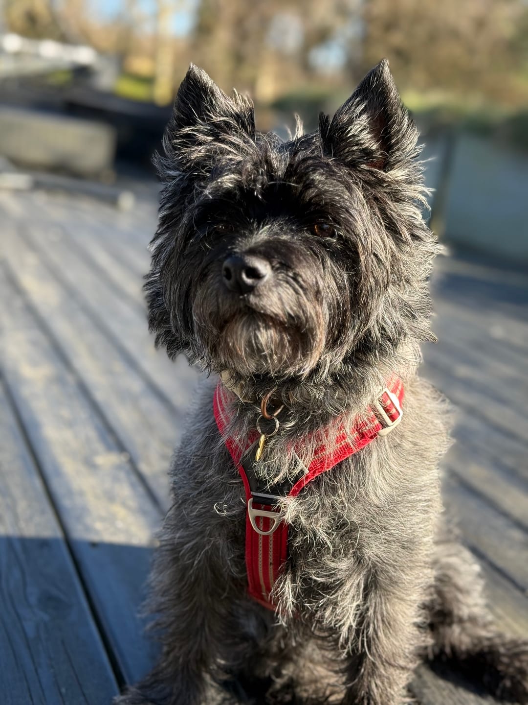 Customer photo review of Dog Copenhagen Walk Air™ hundesele Classic Red