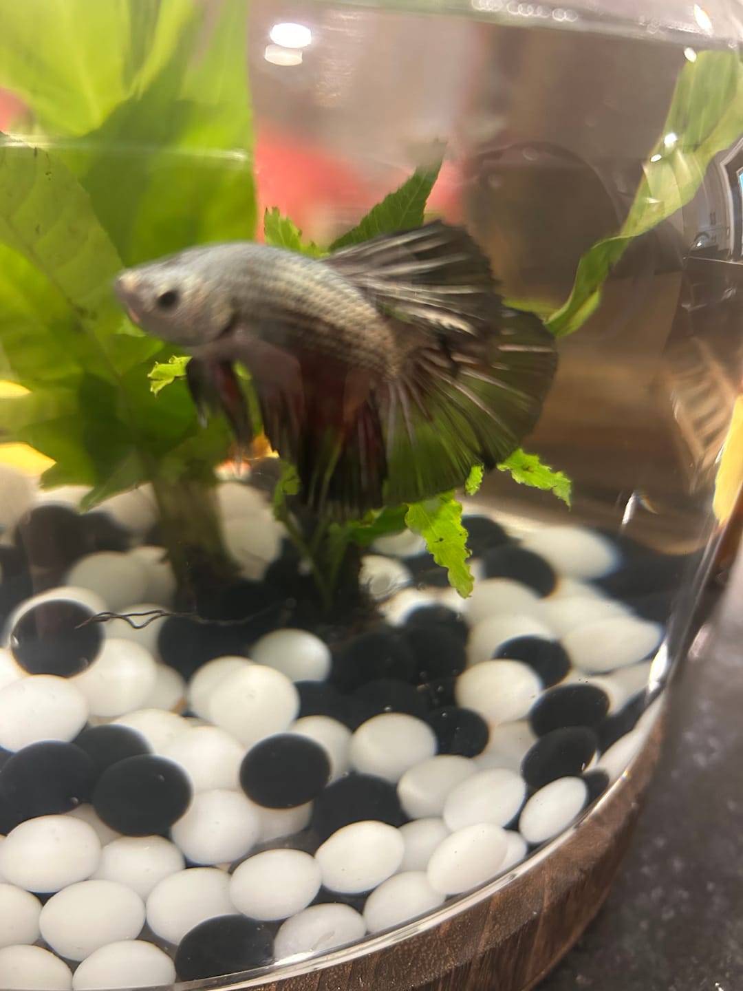 Customer photo review of Copper Steel Halfmoon Male Betta Fish