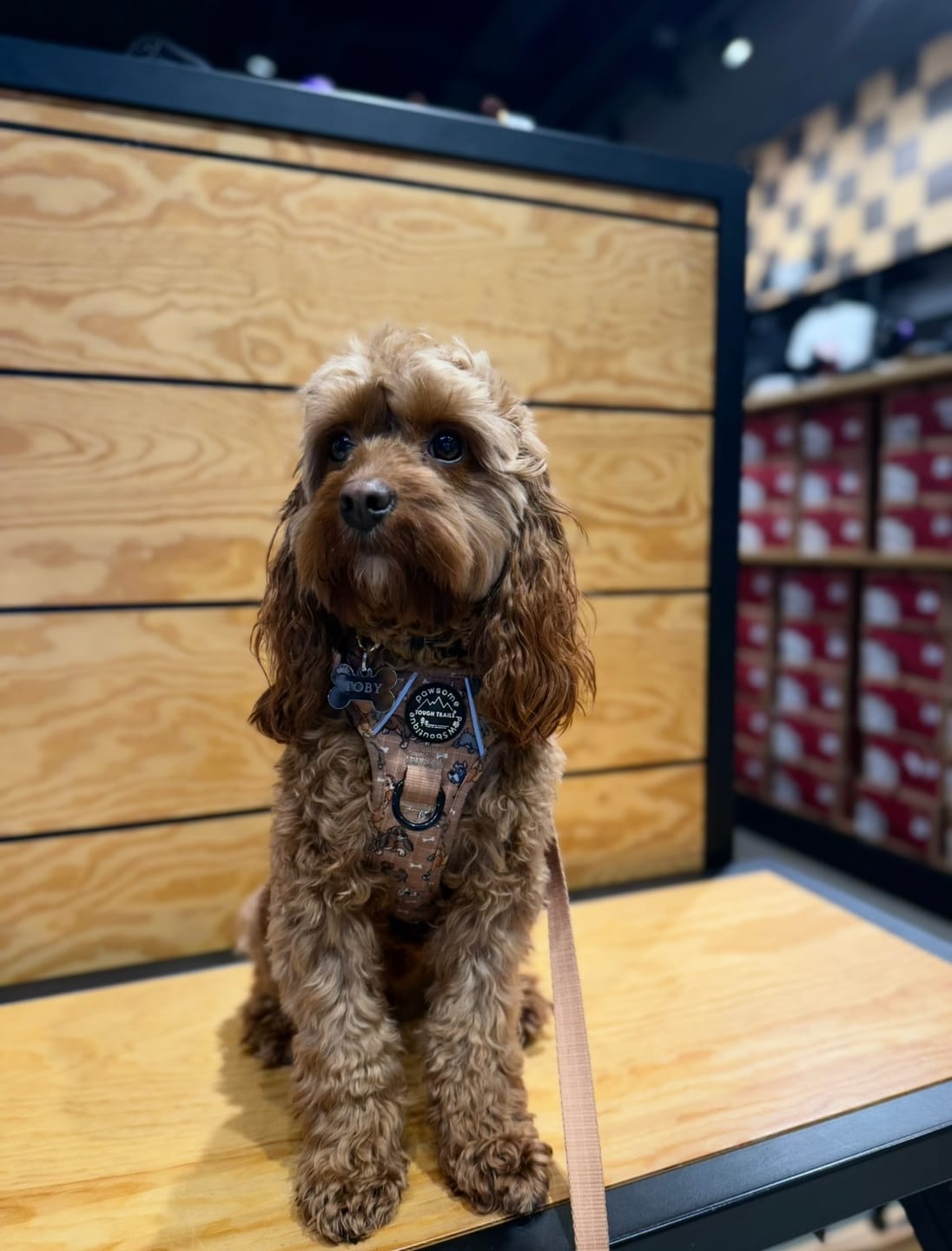 Customer photo review of Disney© Tough Trails™ Harness - Disney Dogs