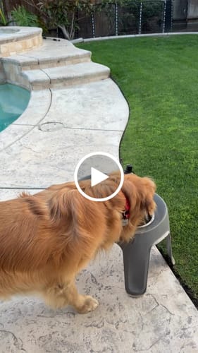 Customer video review of Golden Gravy