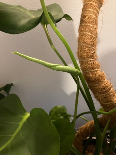 Customer photo review of Plant Food