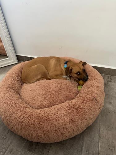 Customer photo review of Cama Antiestrés para Perros