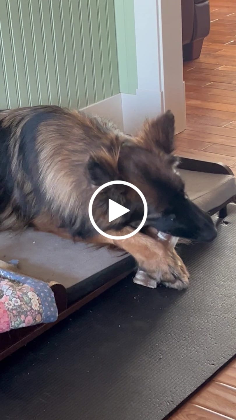 Customer video review of 12 Inch Beef Trachea