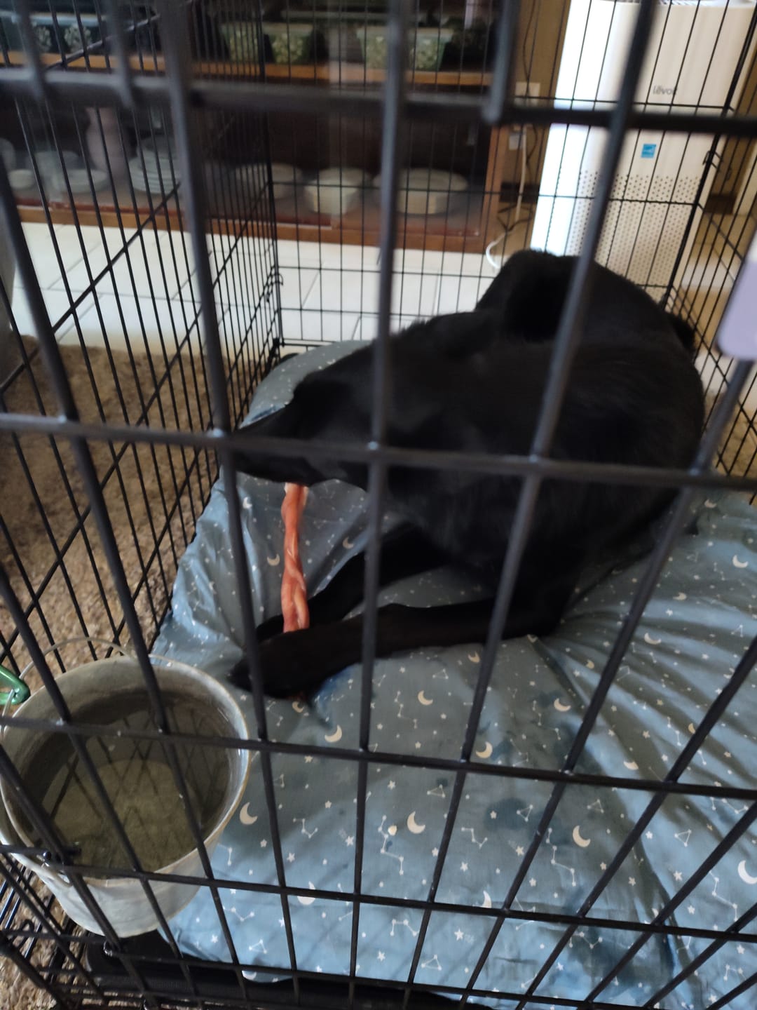 Customer photo review of 12 Inch Thick Braided Bully Stick