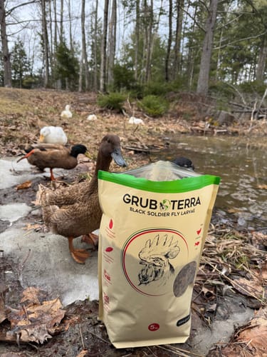 Customer photo review of GrubTerra Dried Black Soldier Fly Larvae