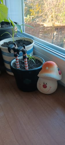 Customer photo review of Hexenbein Pflanztopf-Deko - 2er Set