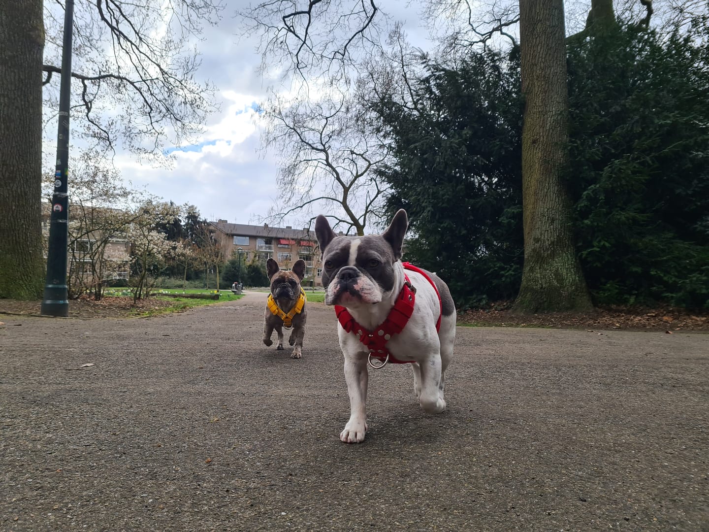 Customer photo review of Easy Walk Gul - Sele med handtag