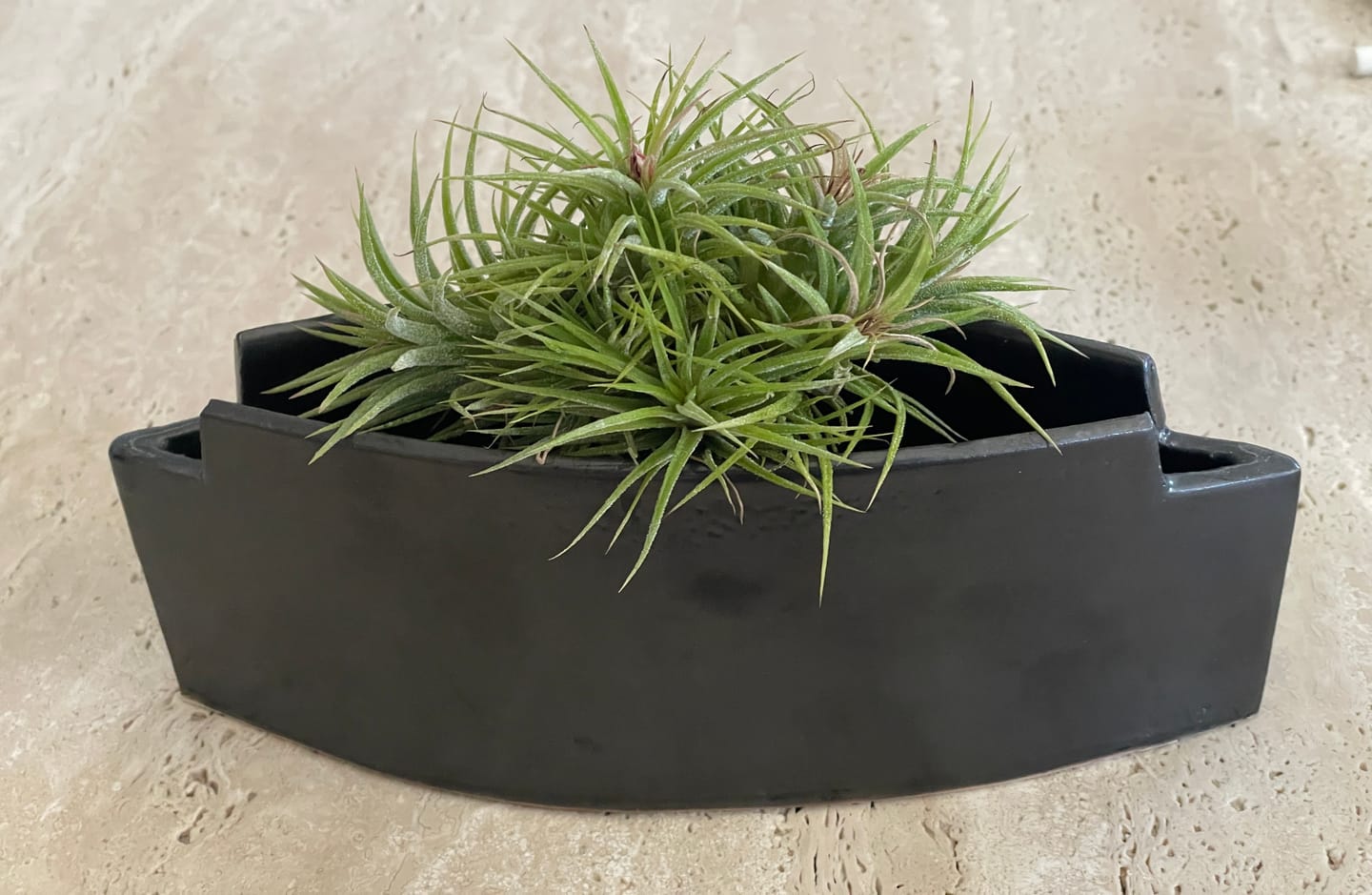 Customer photo review of Tillandsia ionantha 'mexico' - PULK
