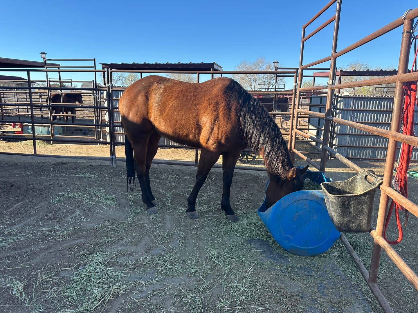 Customer photo review of Aloe Vera Pellets
