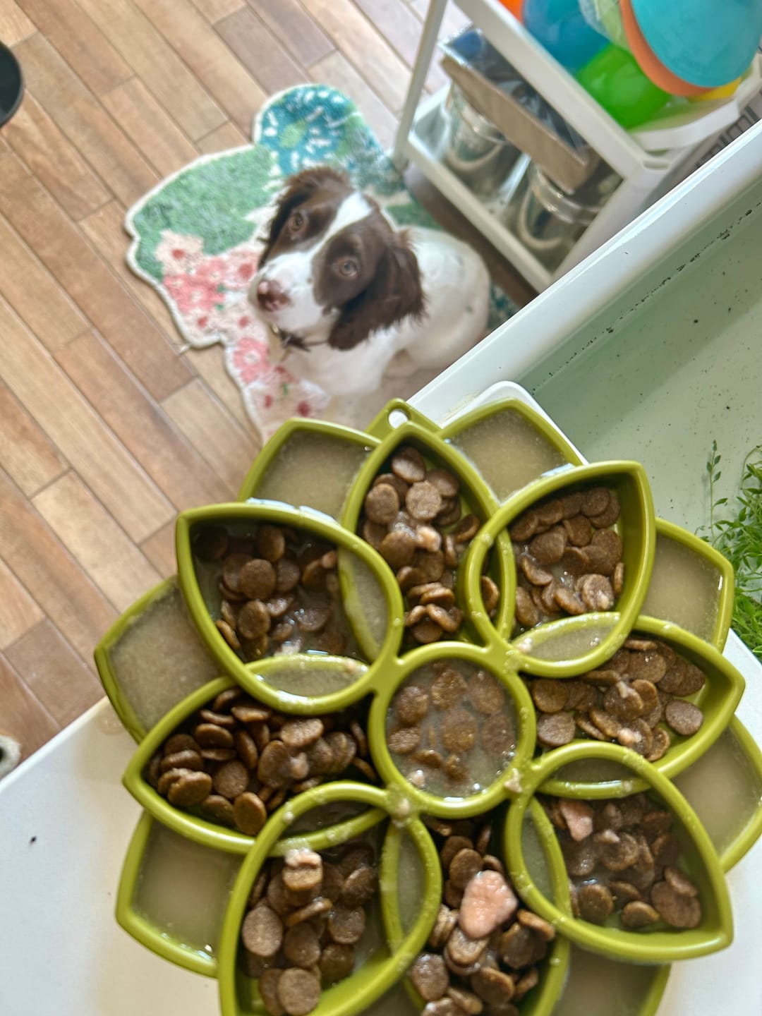Customer photo review of CHICKEN BONE BROTH - HIGH PROTEIN - 225 GRAM POUCH