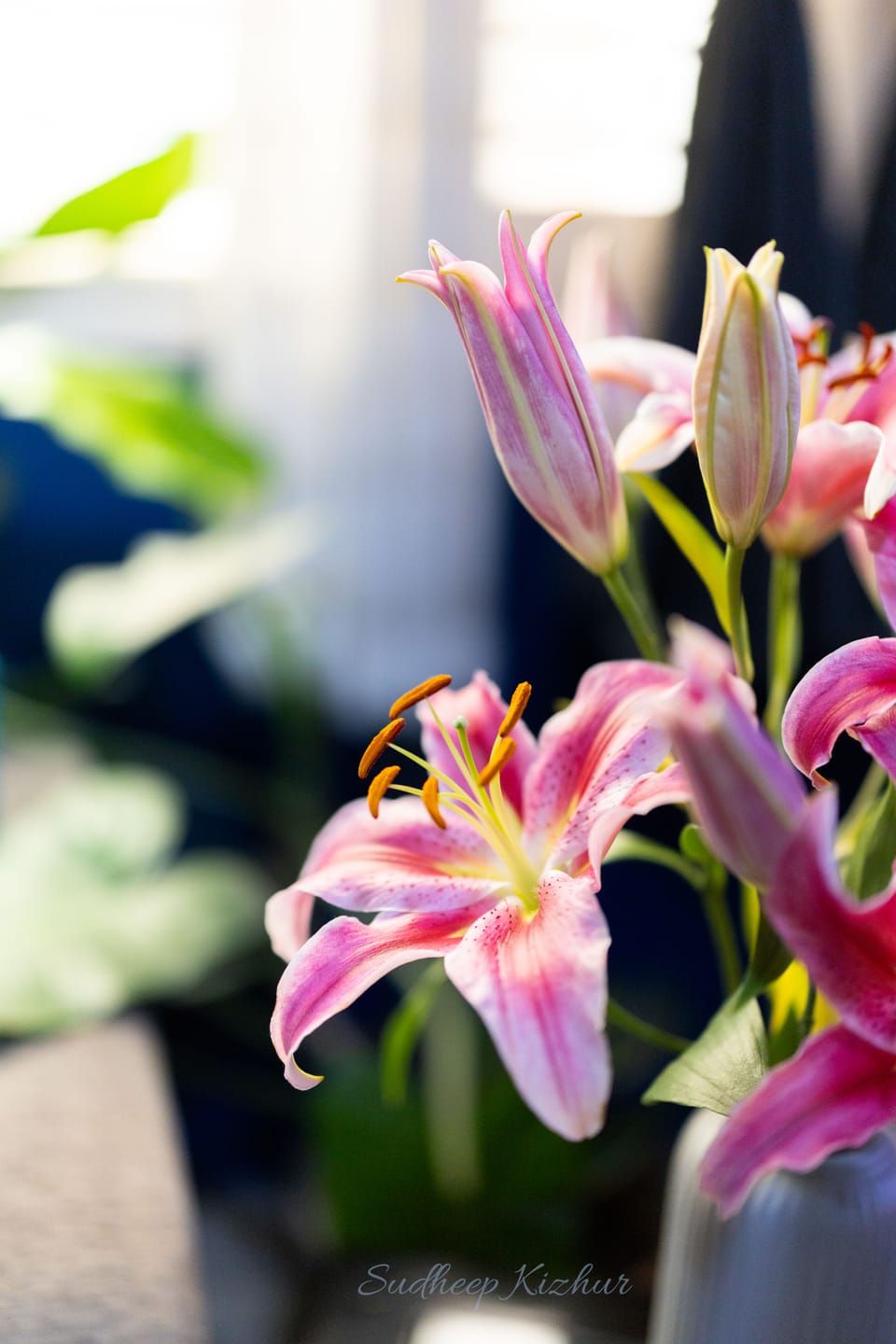 Customer photo review of Oriental Lily