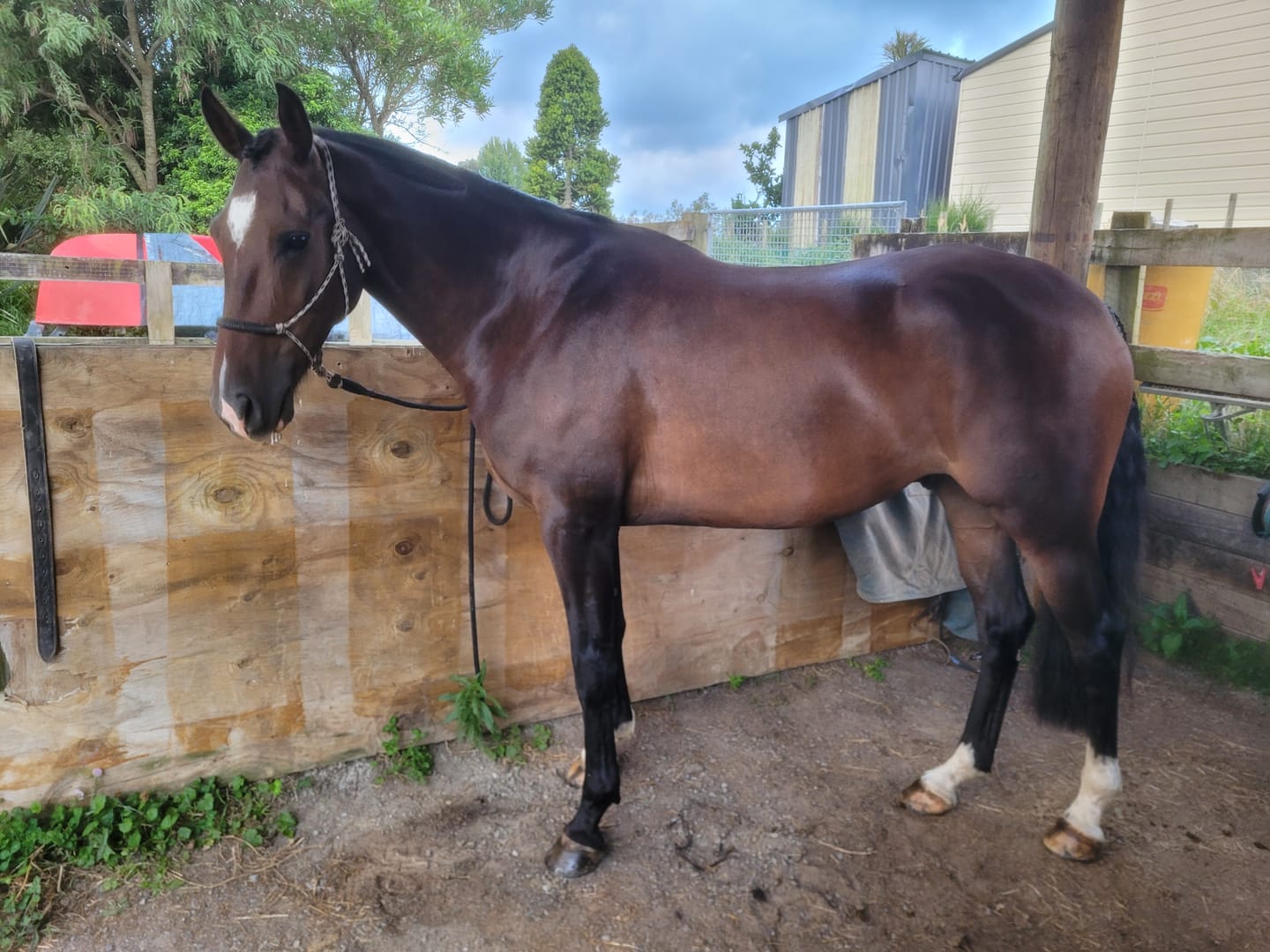 Customer photo review of EquiBind