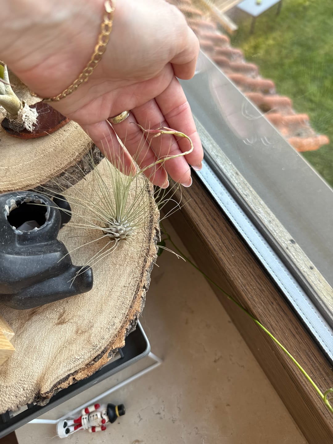 Customer photo review of Tillandsia argentea