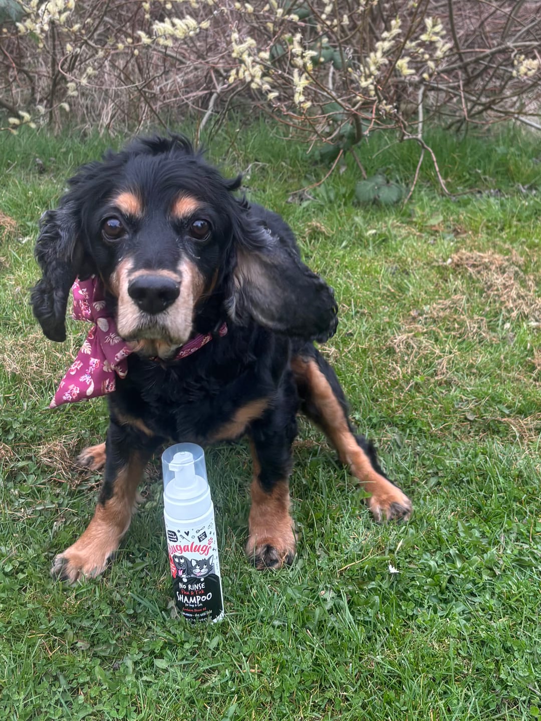 Customer photo review of No Rinse Flea & Tick Shampoo for Dogs & Cats