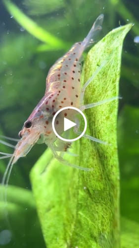 Customer video review of Amano Shrimp
