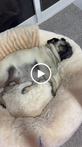 Customer video review of Cama Antiestrés para Perros
