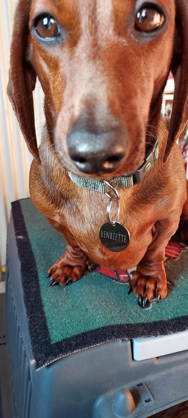 Customer photo review of Runde Hundemarke mit Gravur, Name und Telefon personalisiert