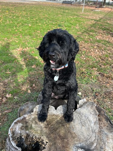 Customer photo review of Croatia Dog Collar | Quick Release or Martingale Style | Made in NJ, USA