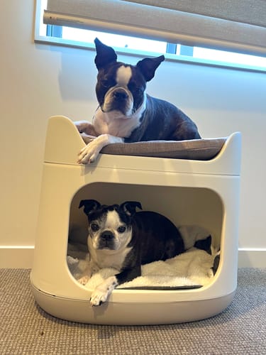 Customer photo review of Pet Bunk Bed - Sandy Beige
