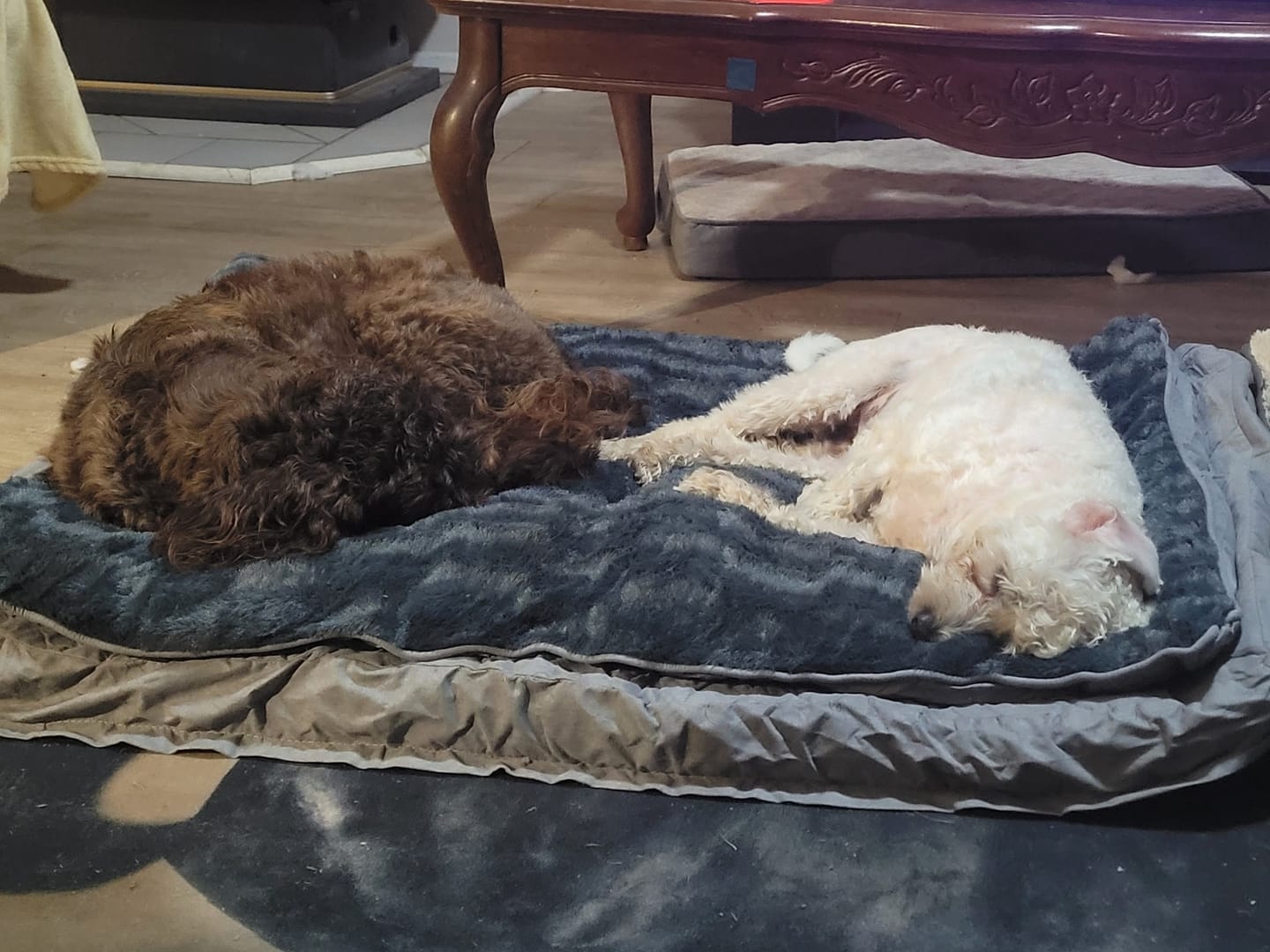 Customer photo review of Pawz Dog Memory Foam Mattress